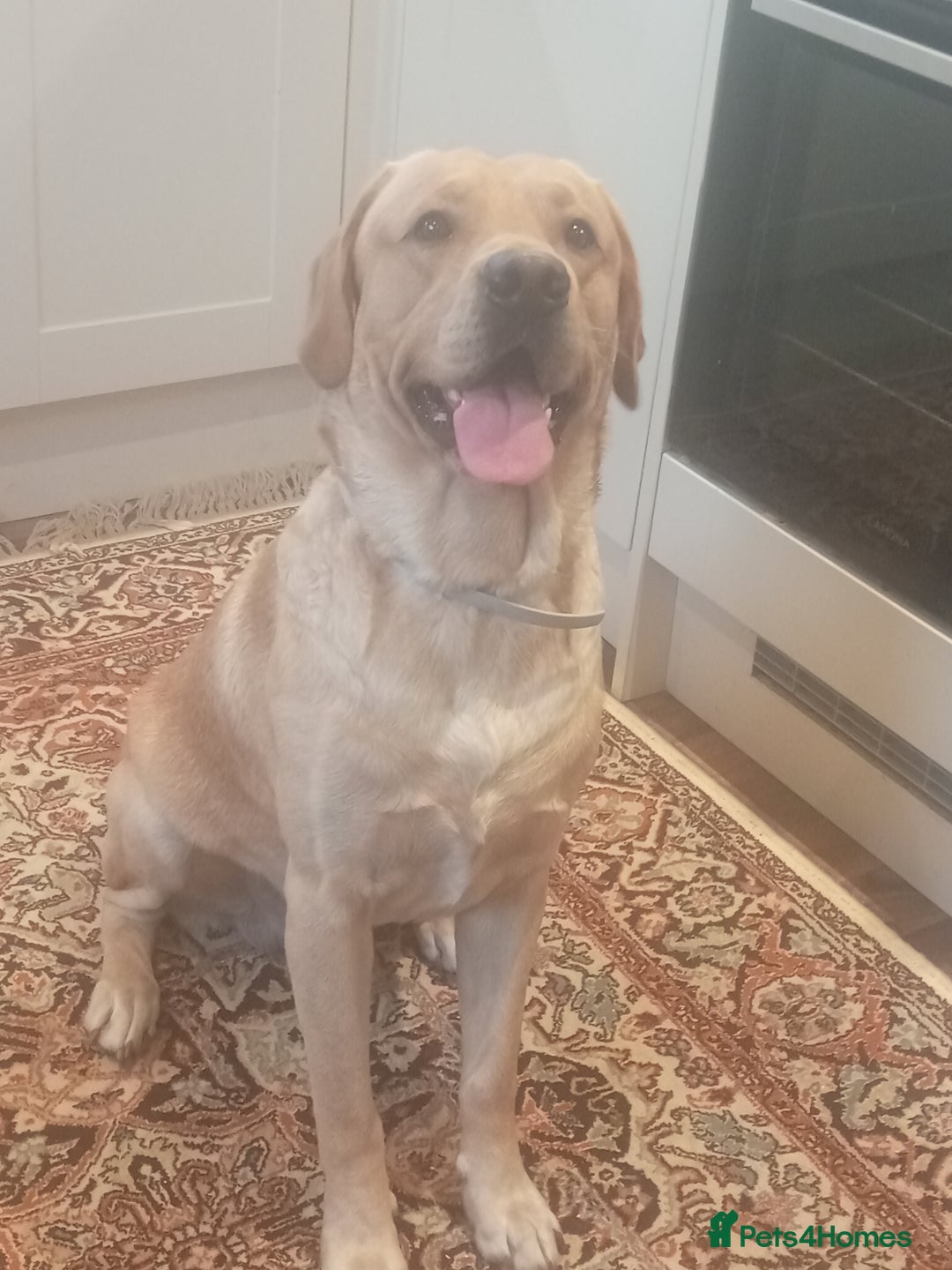 Labrador Retriever dogs for stud: P.R.O.V.E.N Yellow Labrador Stud - Image 1