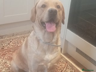 Labrador Retriever dogs - Advert 9