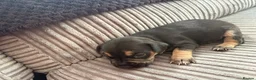 Mixed Breed dogs for sale: 3 gorgeous little babies looking for forever sofas - Advert 21
