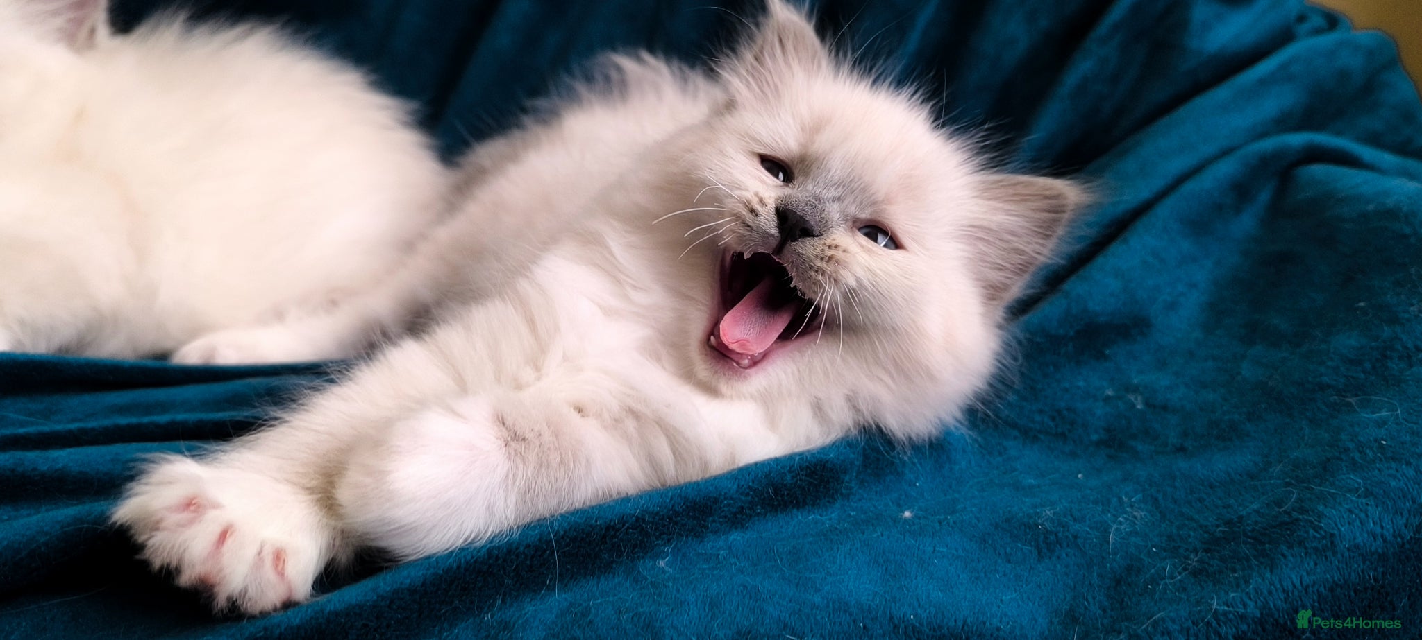 Ragdoll cats for sale: Beautiful ragdolls are looking for a forever home  - Advert 15