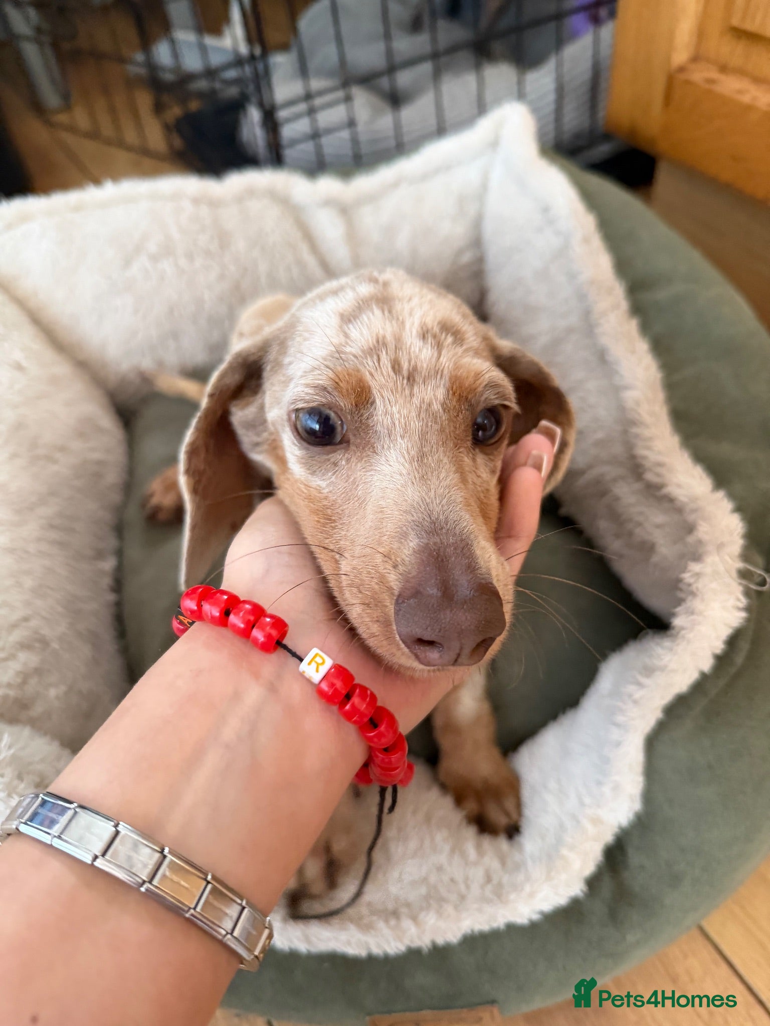 Miniature Dachshund dogs Merlin  - Advert 1
