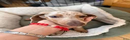 Miniature Dachshund dogs for sale: Merlin  in Wakefield - Advert 1
