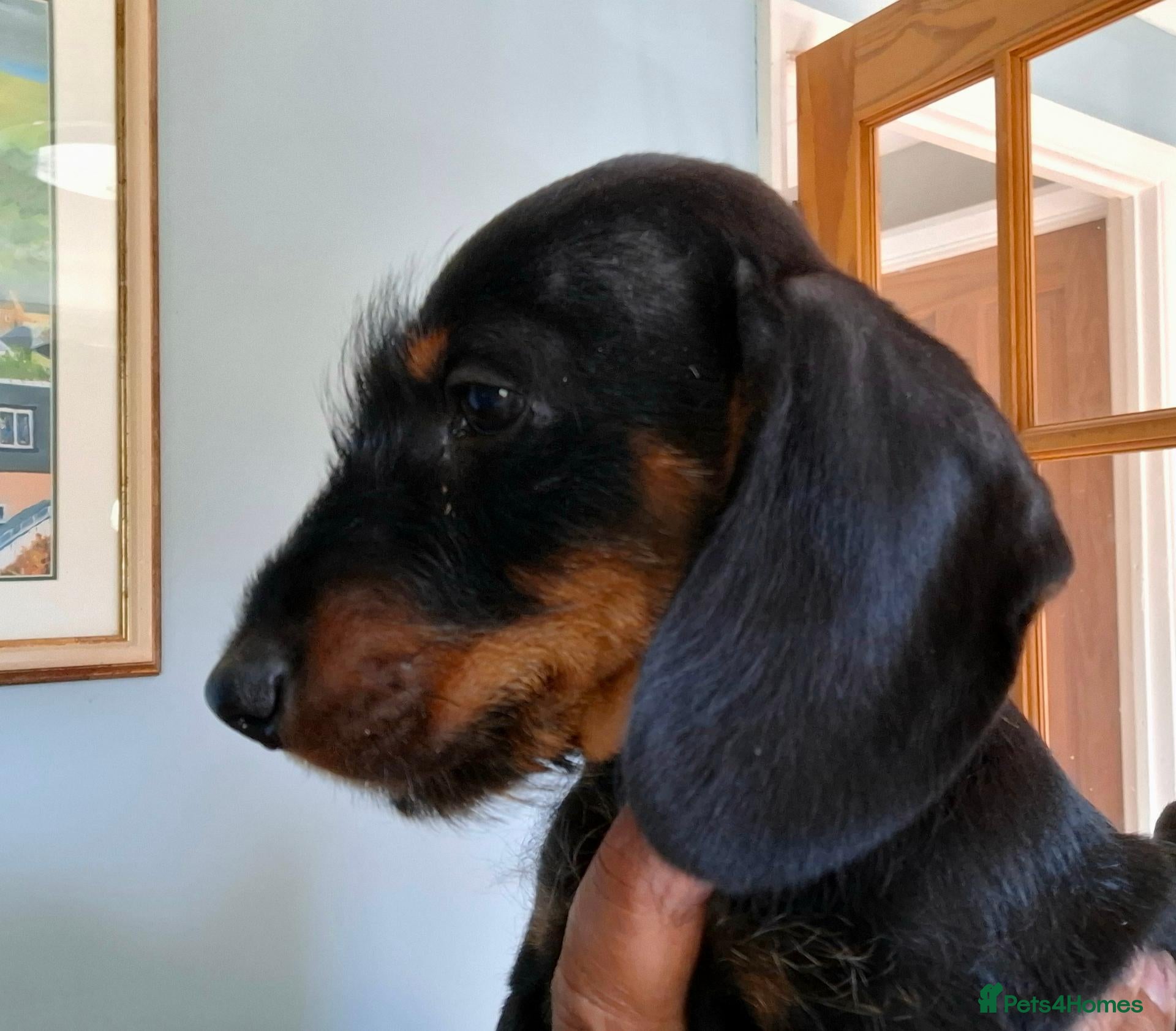 Miniature Dachshund dogs Super Cute and Cuddly Boy!  - Advert 10
