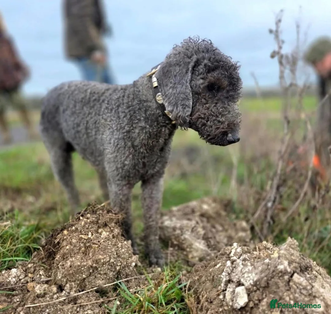 Bedlington Terrier dogs for sale: Superb KC Reg'd Bedlington Terrier in Stoke-on-Trent - Advert 7