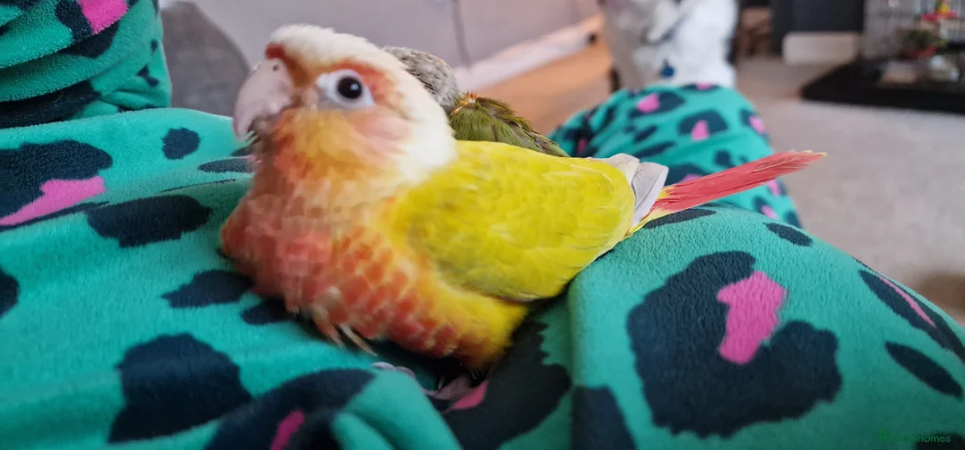 Conures birds for sale: Beautiful fully hand reared conure baby's  - Advert 26