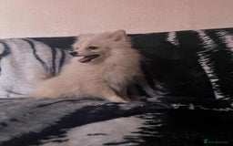 Pomeranian dogs for sale: 4 beautiful Pomeranian's looking for forever home  - Image 2