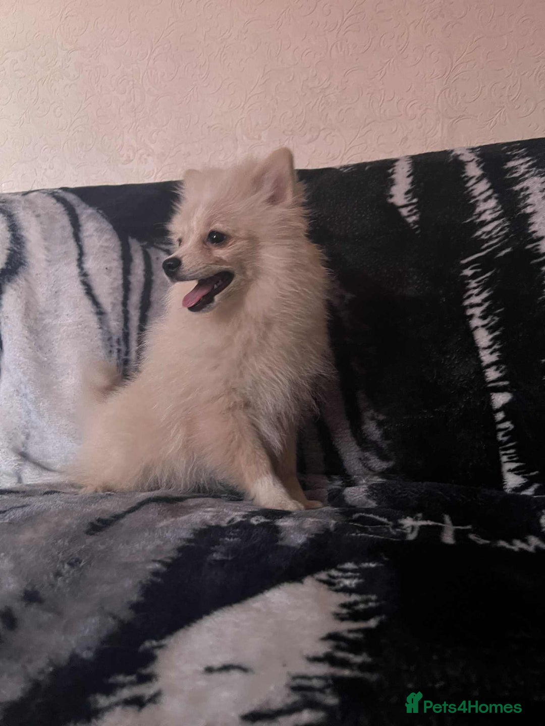 Pomeranian dogs for sale: 4 beautiful Pomeranian's looking for forever home  - Image 2