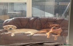 Labrador Retriever dogs for sale: Labrador retriever and Golden retriever  - Image 1