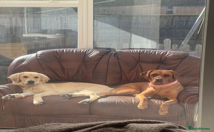 Labrador Retriever dogs - Advert 1