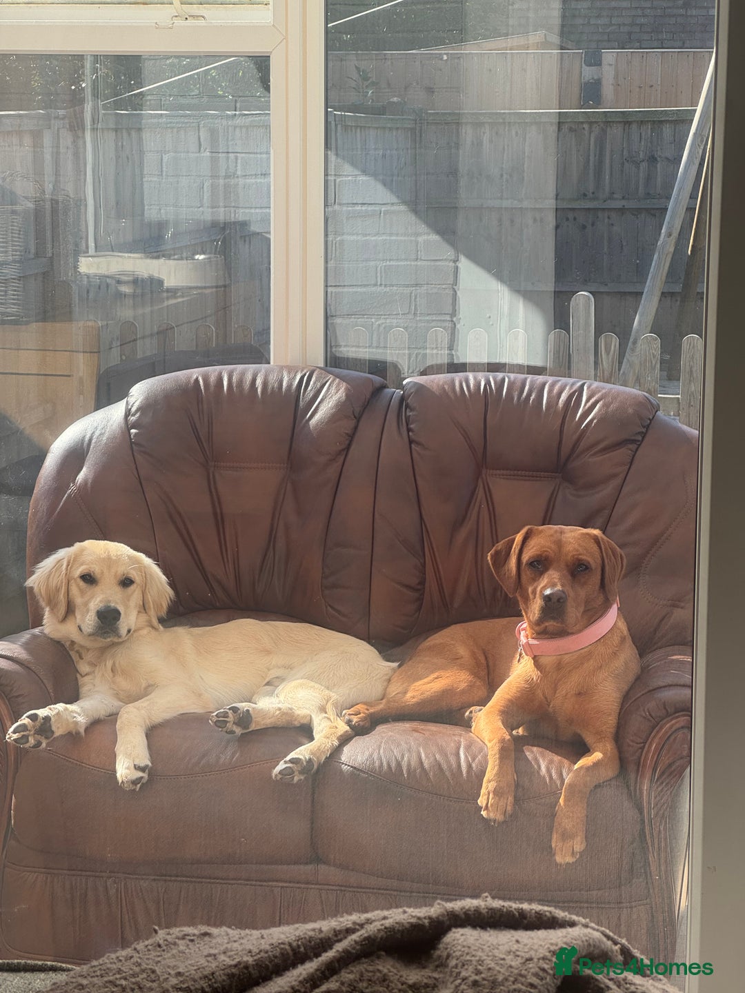 Labrador Retriever dogs for sale: Labrador retriever and Golden retriever  - Image 1