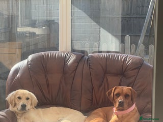 Labrador Retriever dogs - Advert 1