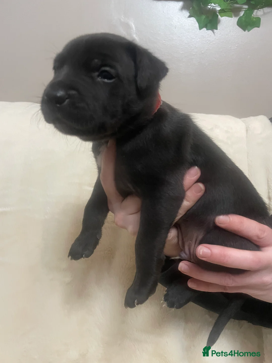 Mixed Breed dogs for sale: Beautiful Staffy x Collie Pups, 4 male 5 girls - Advert 28