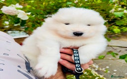 Samoyed dogs for sale: Stunning KC Registered Samoyed Puppies  - Image 6