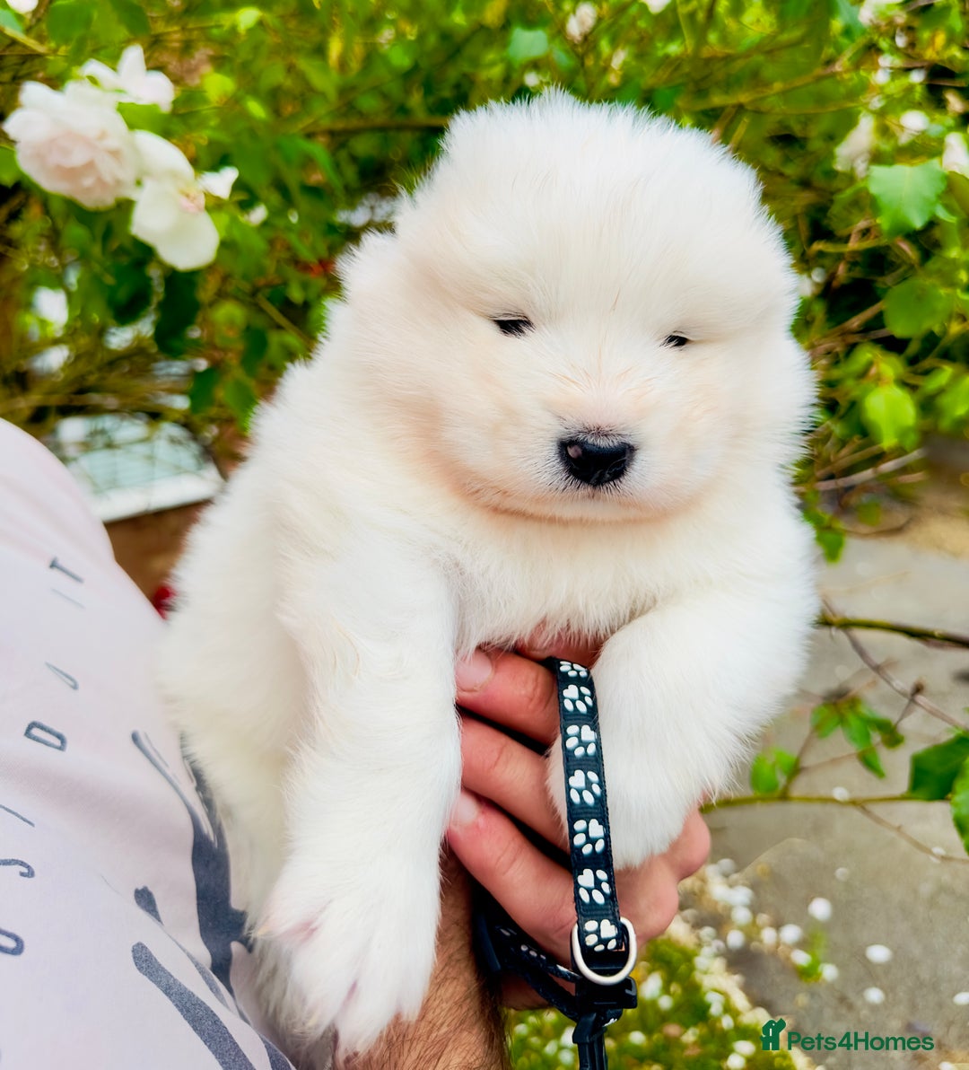 Samoyed dogs for sale: Stunning KC Registered Samoyed Puppies  - Image 6