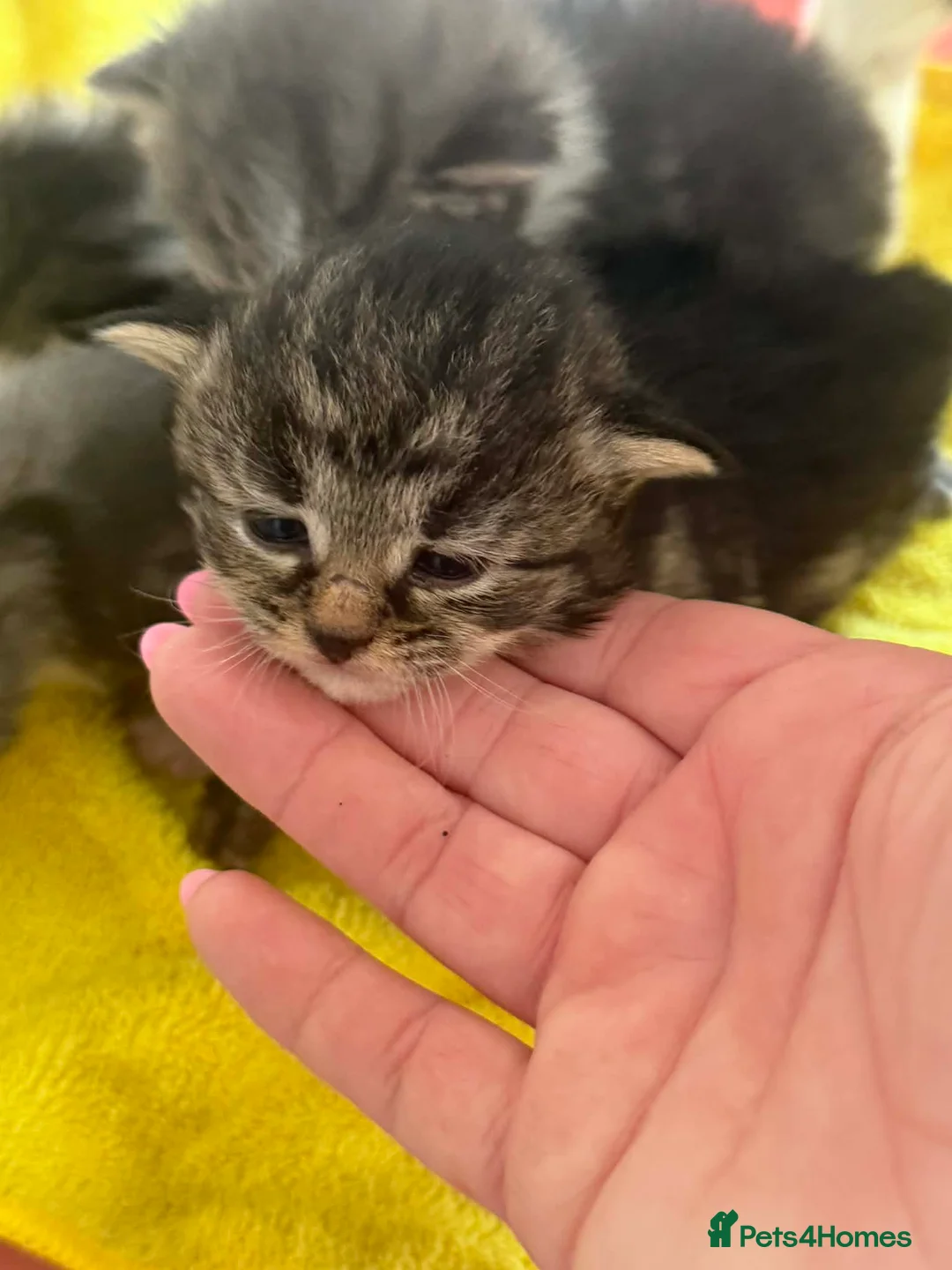 Mixed Breed cats for sale: Lovley wee cats - Advert 9