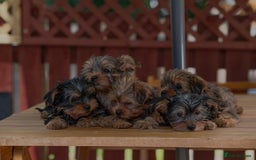 Yorkshire Terrier dogs for stud: Stud Dog Available: Handsome Yorkshire Terrier in London - Image 7