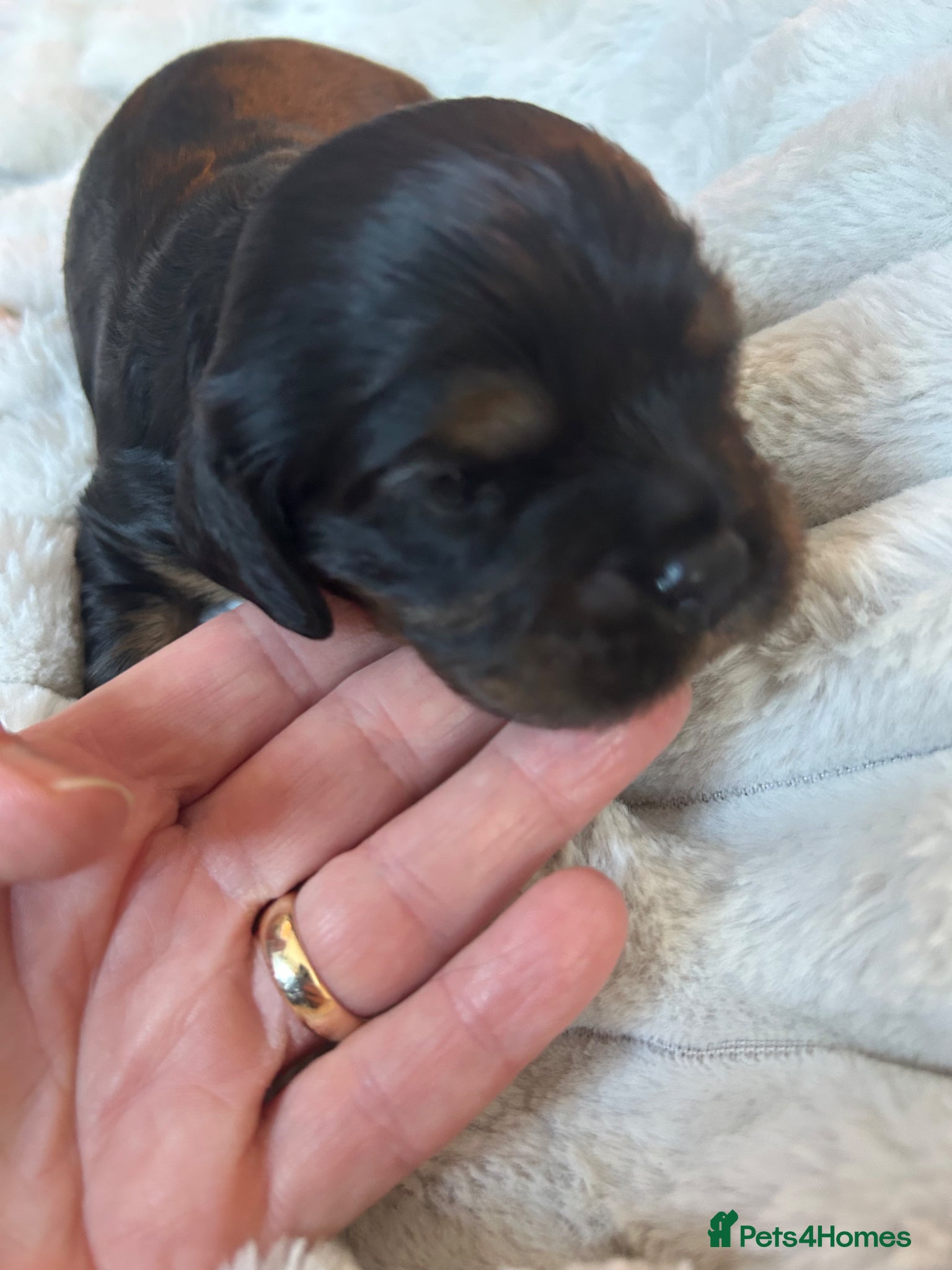 Cavalier King Charles Spaniel dogs KC reg CKC  one handsome boy available  - Advert 2