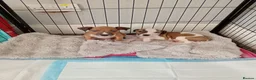 Mixed Breed dogs for sale: 2 male lurcher cross staff puppies  in Nelson - Advert 3