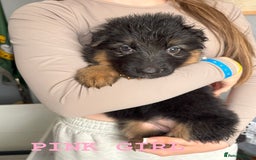 German Shepherd dogs for sale: Grandson of Famous Boss (Bossenburg) pups - Image 12