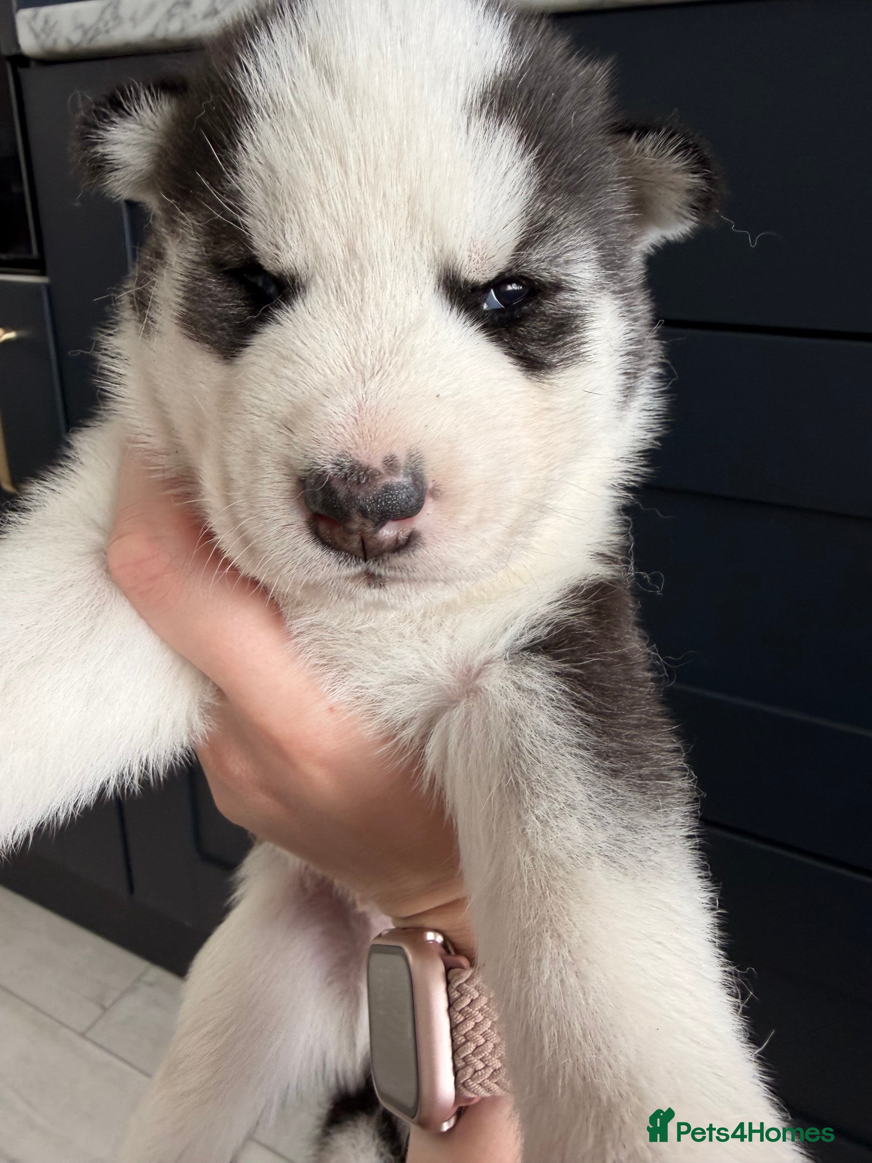 Siberian Husky dogs Husky puppies  - Advert 1