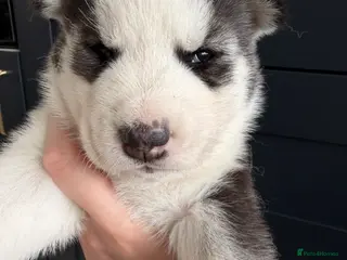 Siberian Husky dogs Husky puppies - Advert 1