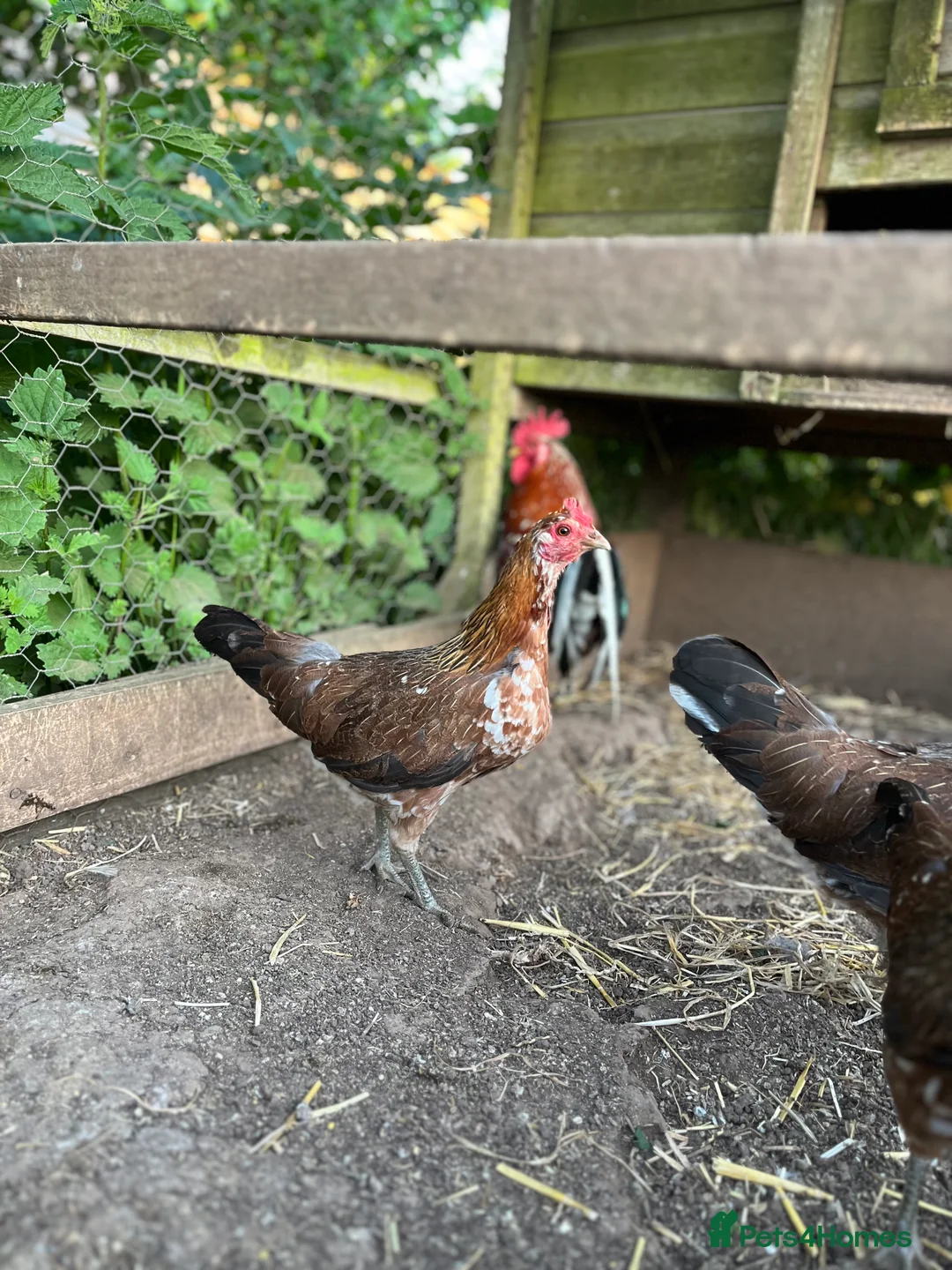 Chickens poultry for sale: Rare Ayam Ketawa (Laughing Chickens) for Sale - Advert 2