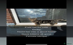 Bengal cats for sale: FREE BENGAL  - Image 1