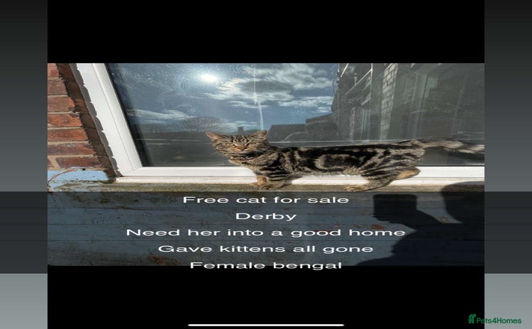 Bengal cats - Advert 16