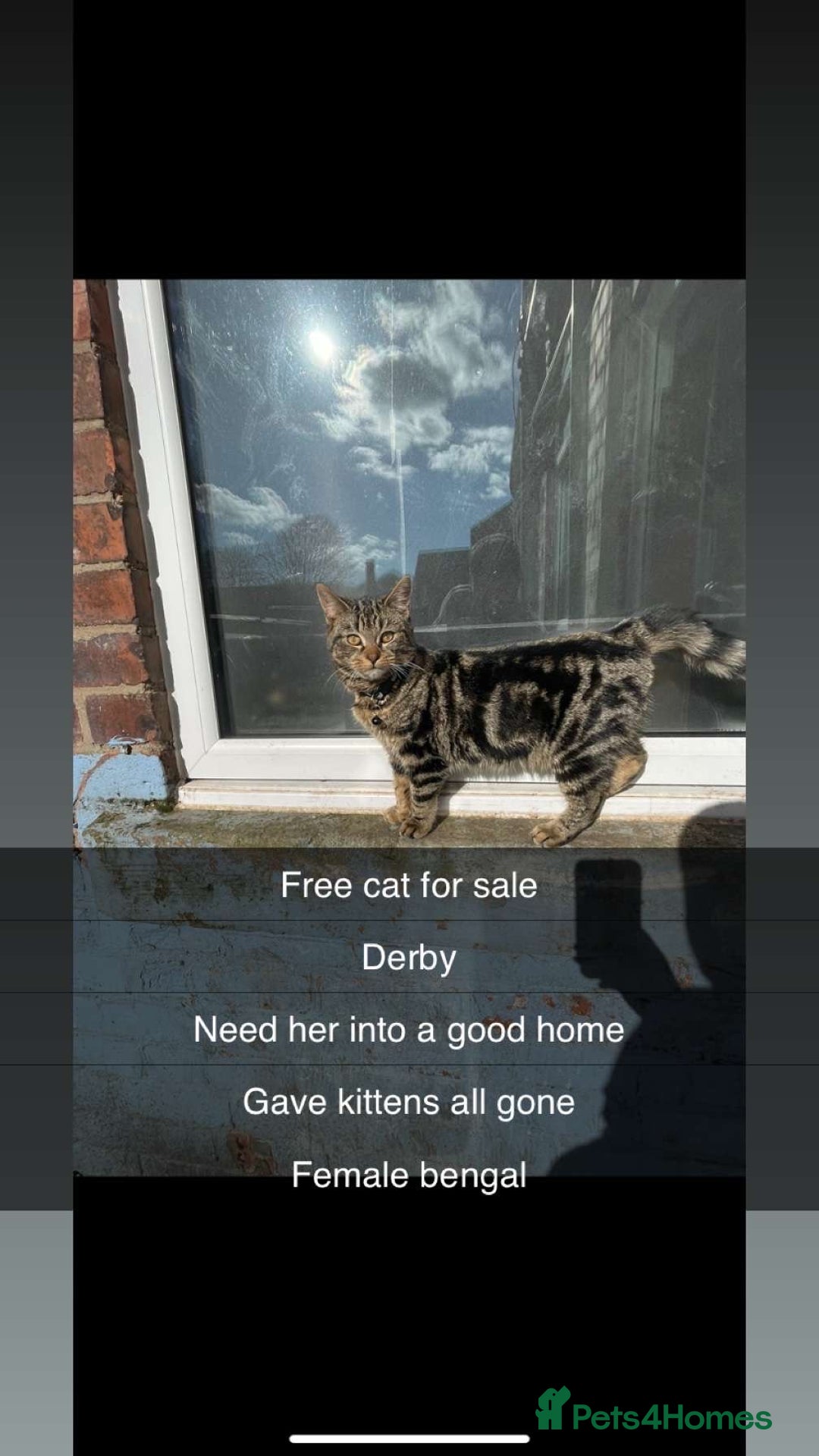 Bengal cats for sale: FREE BENGAL  - Image 1