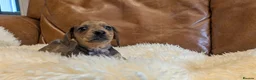Miniature Dachshund dogs for sale: Beautiful Miniature Dachshund Puppies  - Advert 5