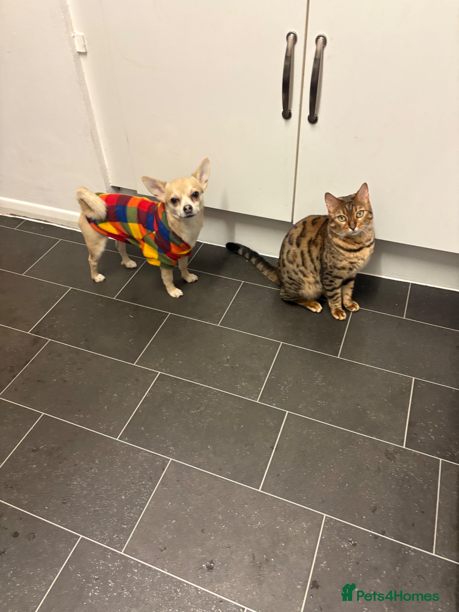 Chihuahua dogs STUD  - Advert 2