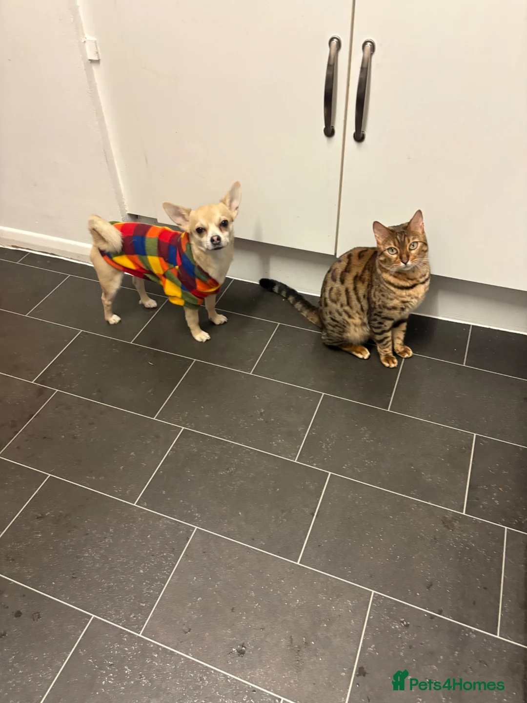 Chihuahua dogs for stud: STUD  in London - Advert 1