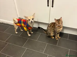 Chihuahua dogs STUD - Advert 2