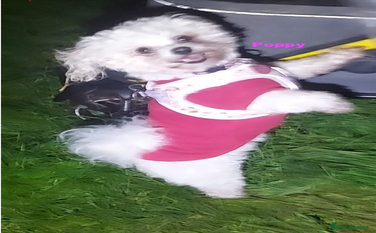 Poochon dogs - Advert 15
