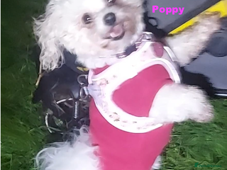 Poochon dogs Sweet Poppy needs a new loving Family - Advert 2