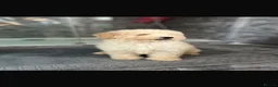 Cavapoo dogs for sale: Cavapoo F1 puppies  - Advert 9