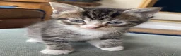 Ragdoll cats for sale: Ragdoll x kittens for sale - Advert 6