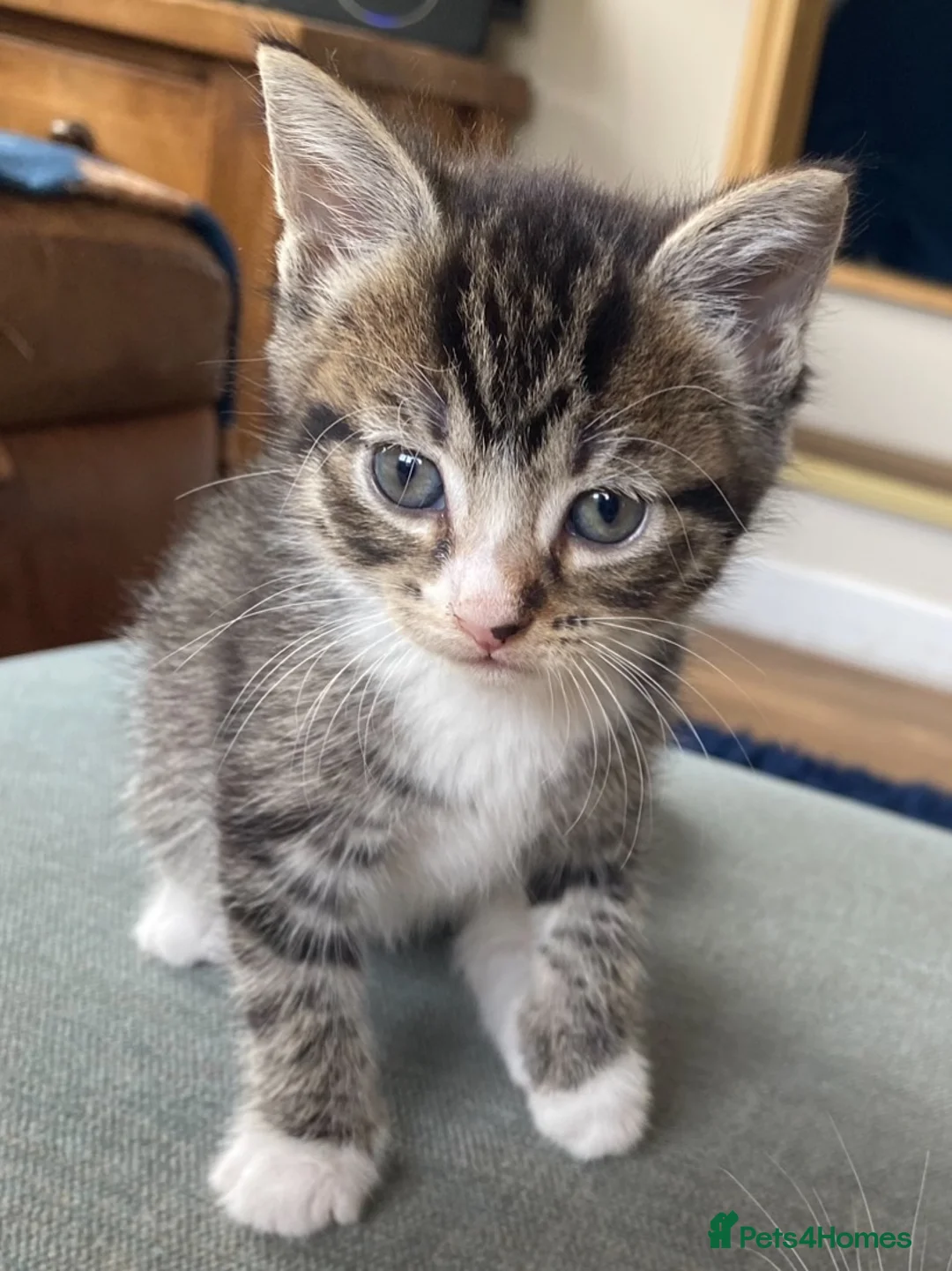Ragdoll cats for sale: Ragdoll x kittens for sale - Advert 6