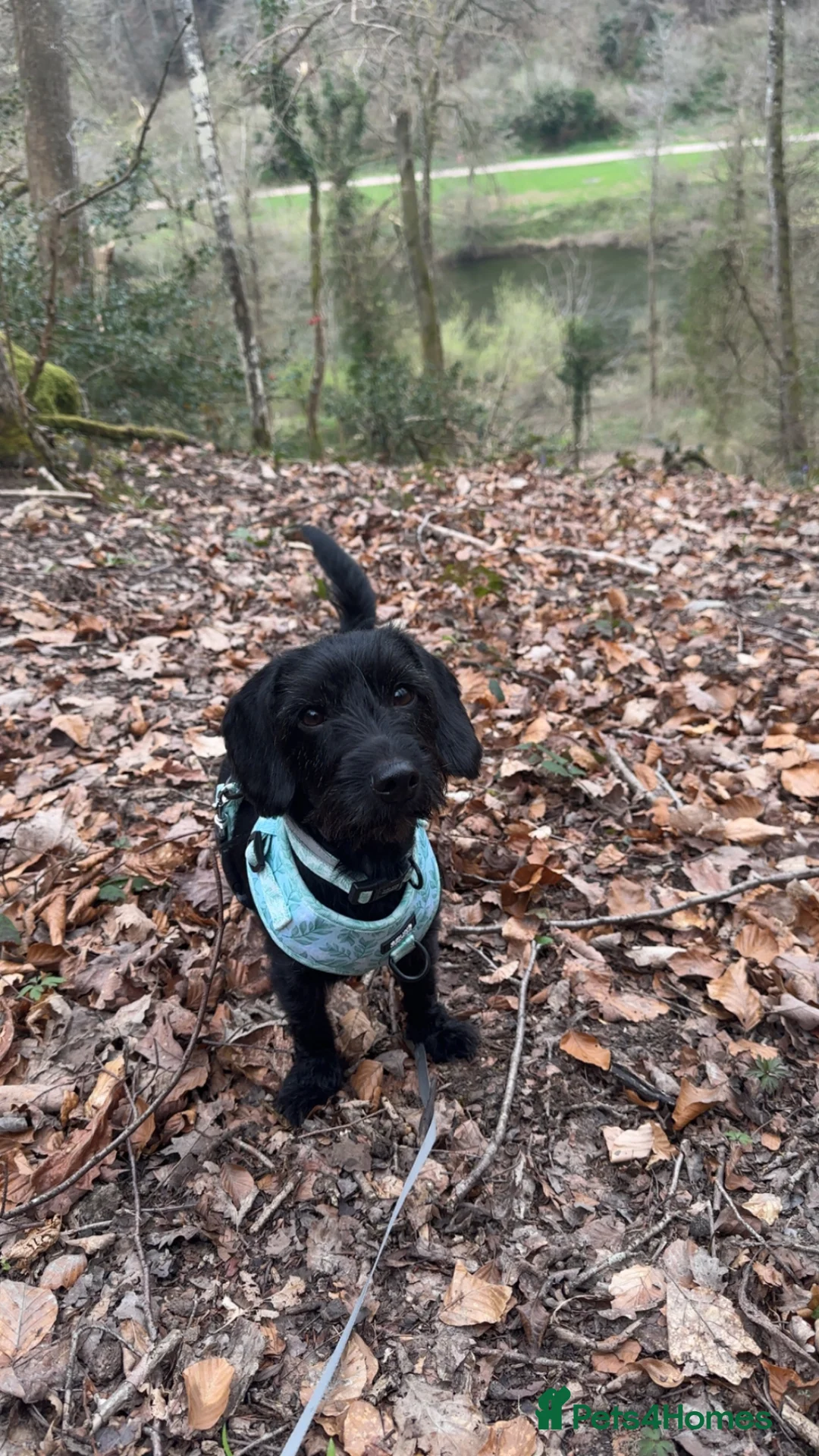 Mixed Breed dogs for sale: Puppies - Advert 1