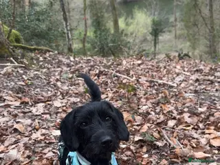 Mixed Breed dogs Puppies - Advert 9