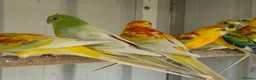 Parrots birds for sale: Quality tamed Red Rump Parrots for sale - Advert 3