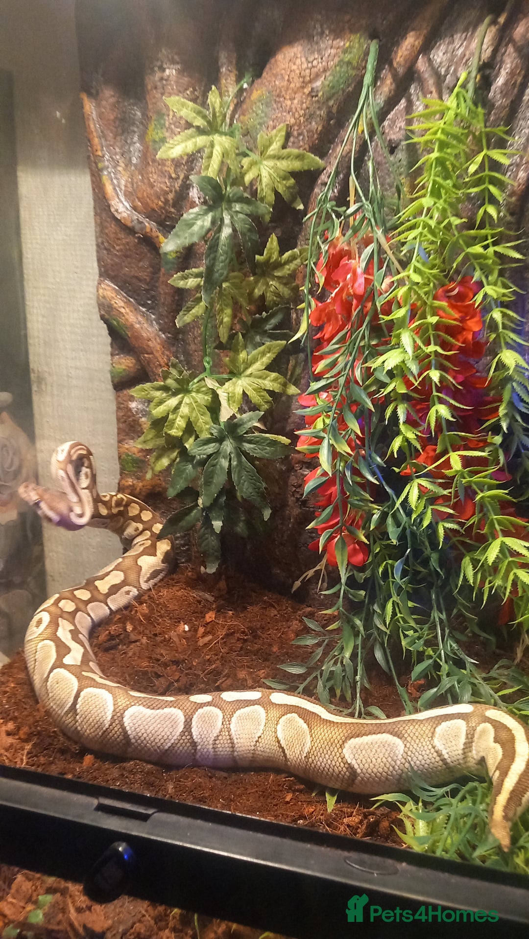 Python Snake reptiles for sale: Ball python / royal pythons male females £35-£65 - Advert 6