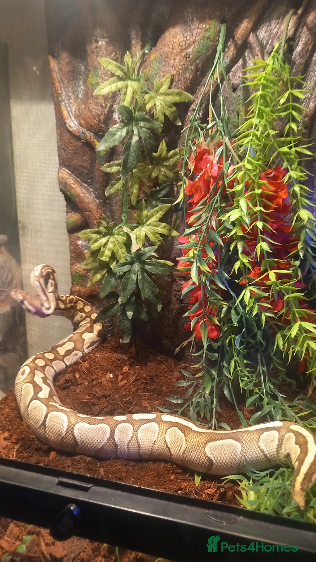 Python Snake reptiles for sale: Ball python / royal pythons male females £35-£65 - Advert 6