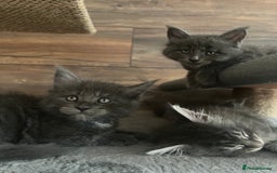 Maine Coon cats for sale: First Litter 6 Pure Maine Coon Kittens - Image 22