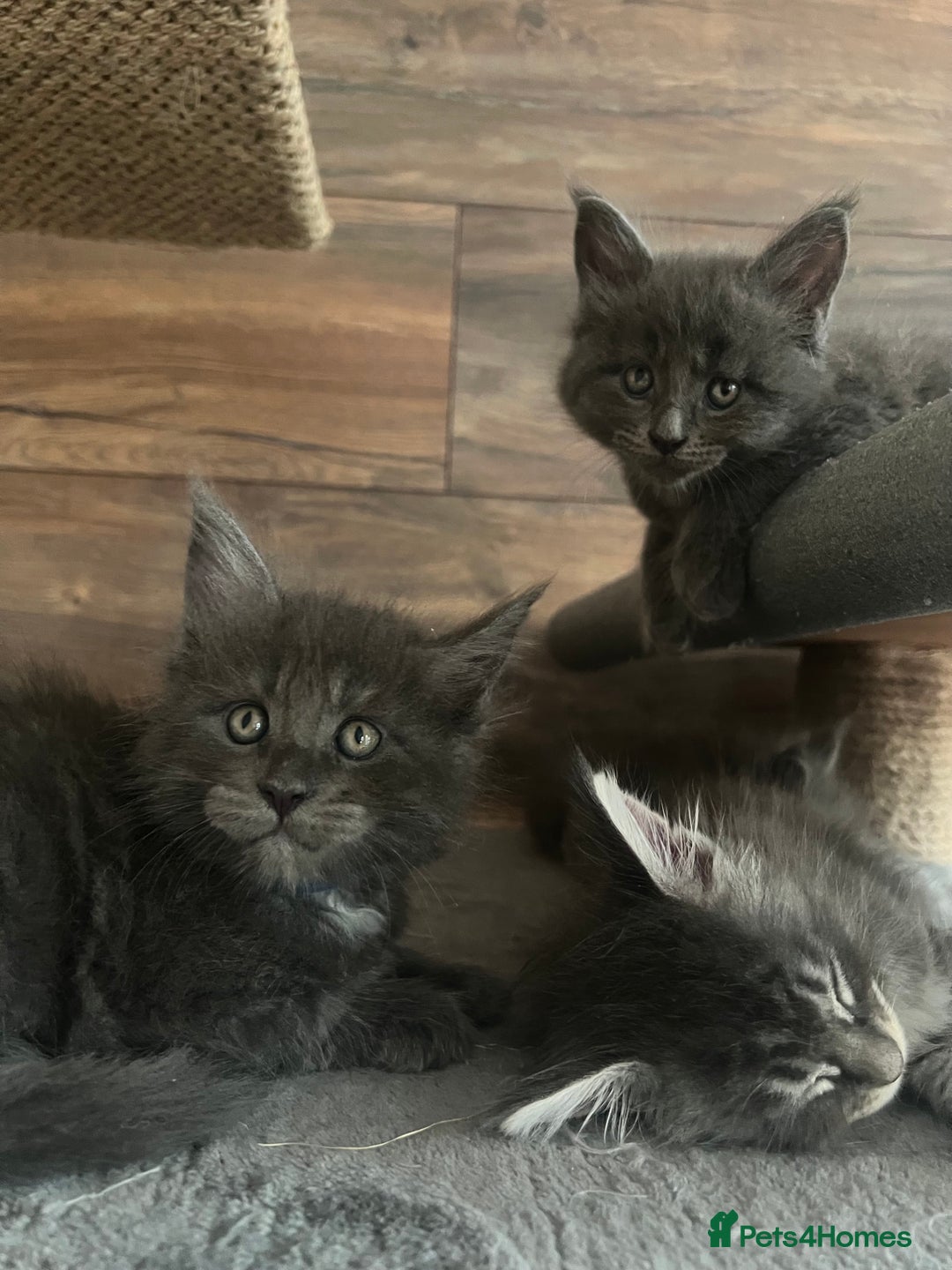 Maine Coon cats for sale: First Litter 6 Pure Maine Coon Kittens - Image 22