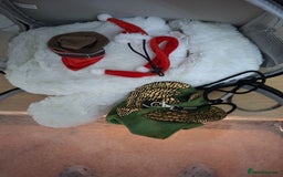 Bearded Dragon reptiles for sale: Bearded dragon looking for a loving new home - Image 5