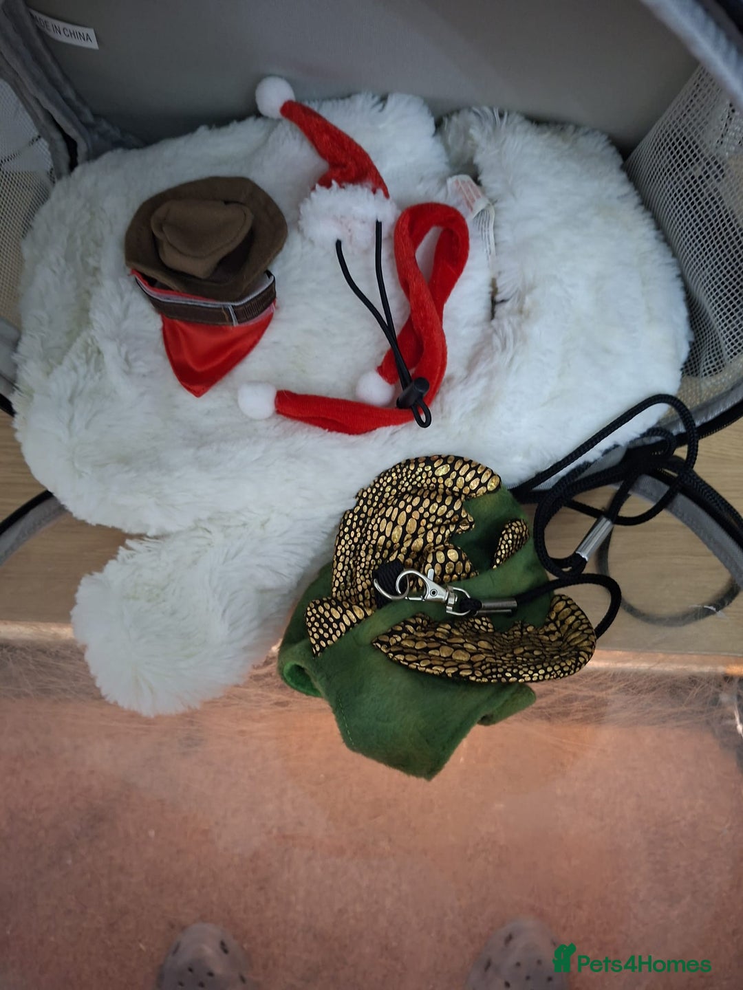 Bearded Dragon reptiles for sale: Bearded dragon looking for a loving new home - Image 5