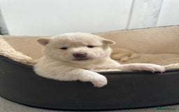 Japanese Shiba Inu dogs for sale: Japanese Shiba Inu puppies - Image 1