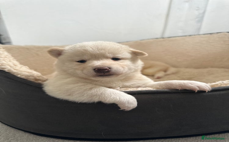 Japanese Shiba Inu dogs - Advert 1