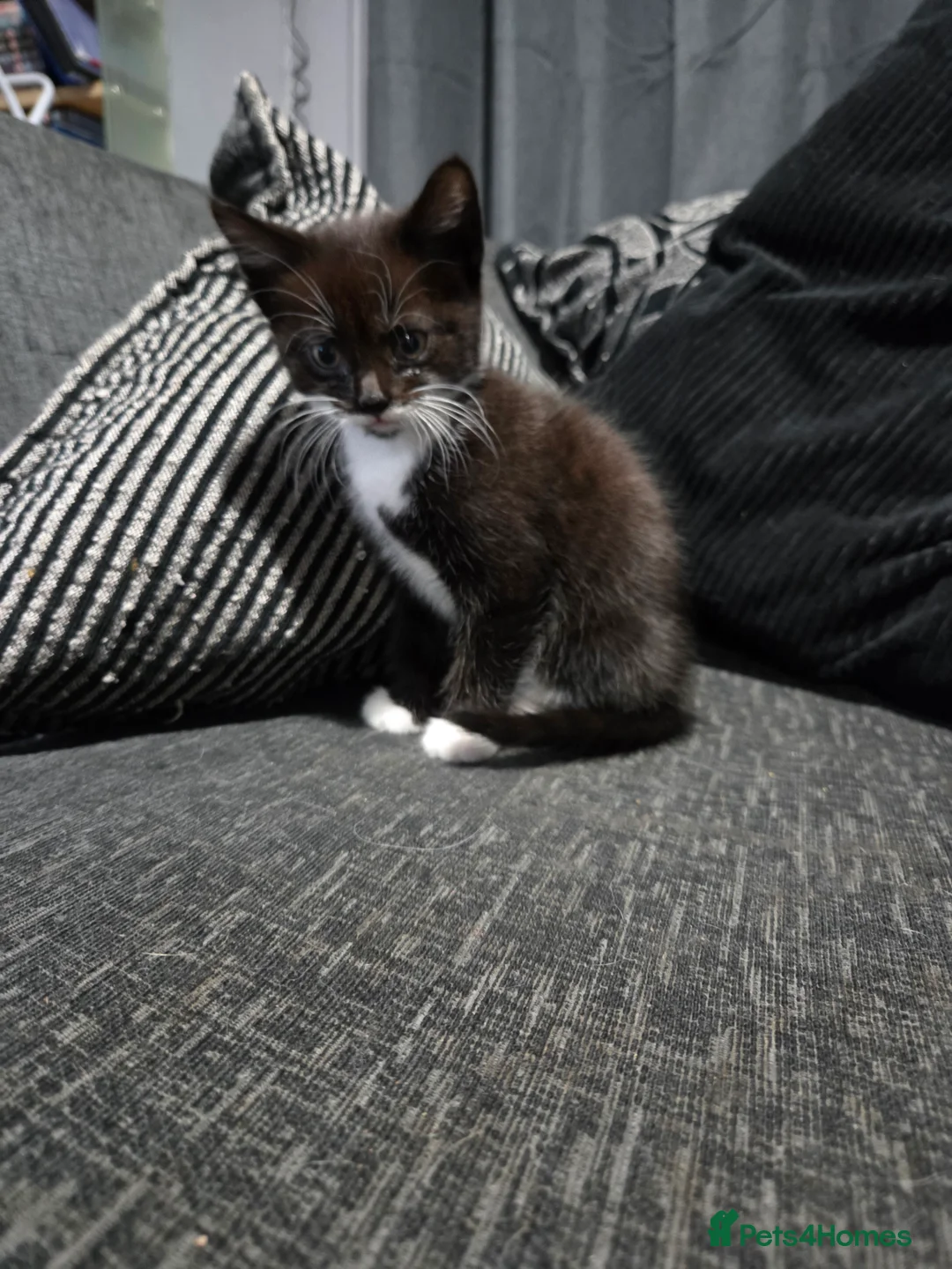 British Shorthair cats for sale: Gorgeous Black & White Girl Kitten - Advert 3